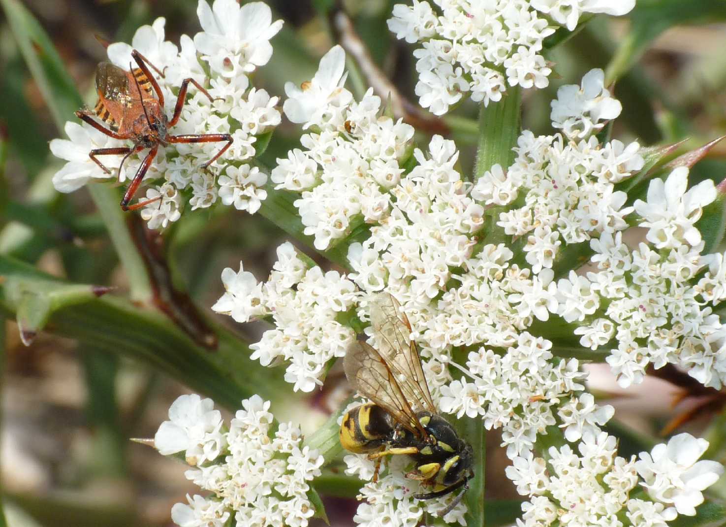Rhynocoris erhytropus con preda
